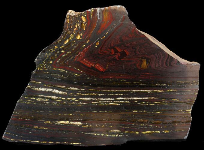 Polished Tiger Iron Stromatolite - ( Billion Years) #46630